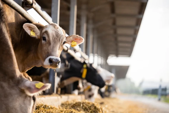 Close-up of dairy cows standing in a barn with hay and ear tags visible.