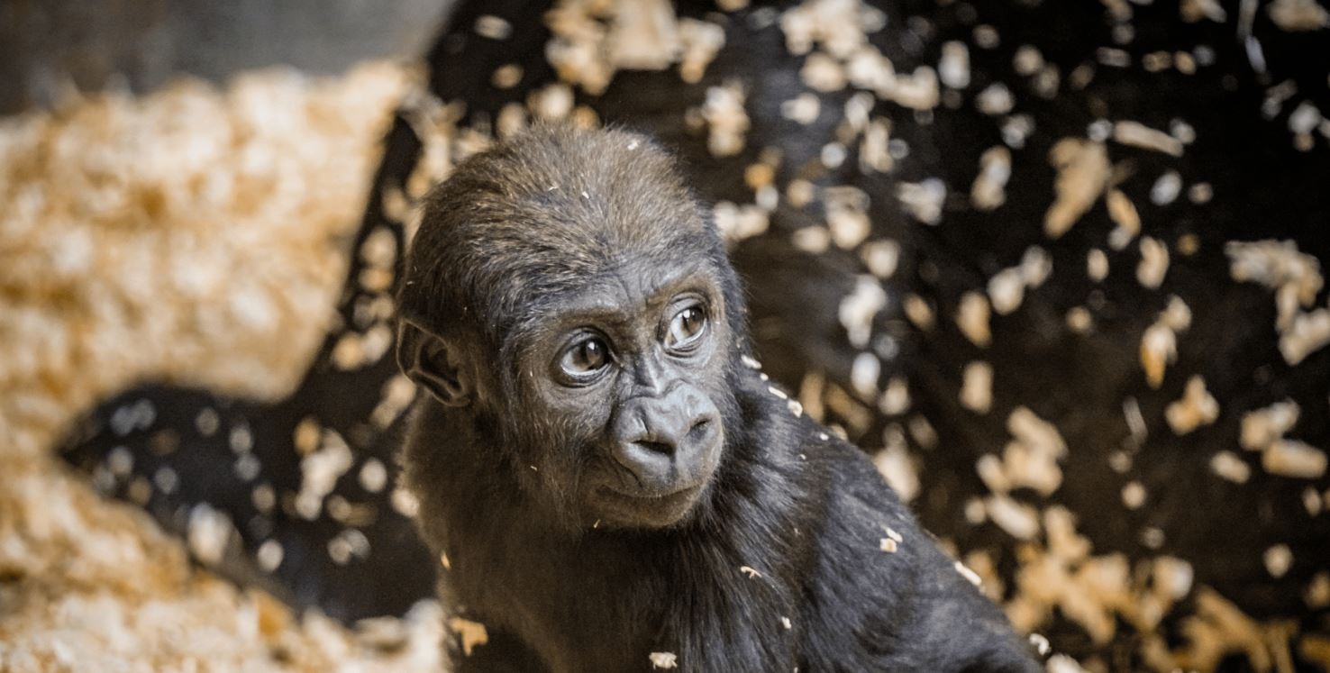 GorillaBreakfast2023Header
