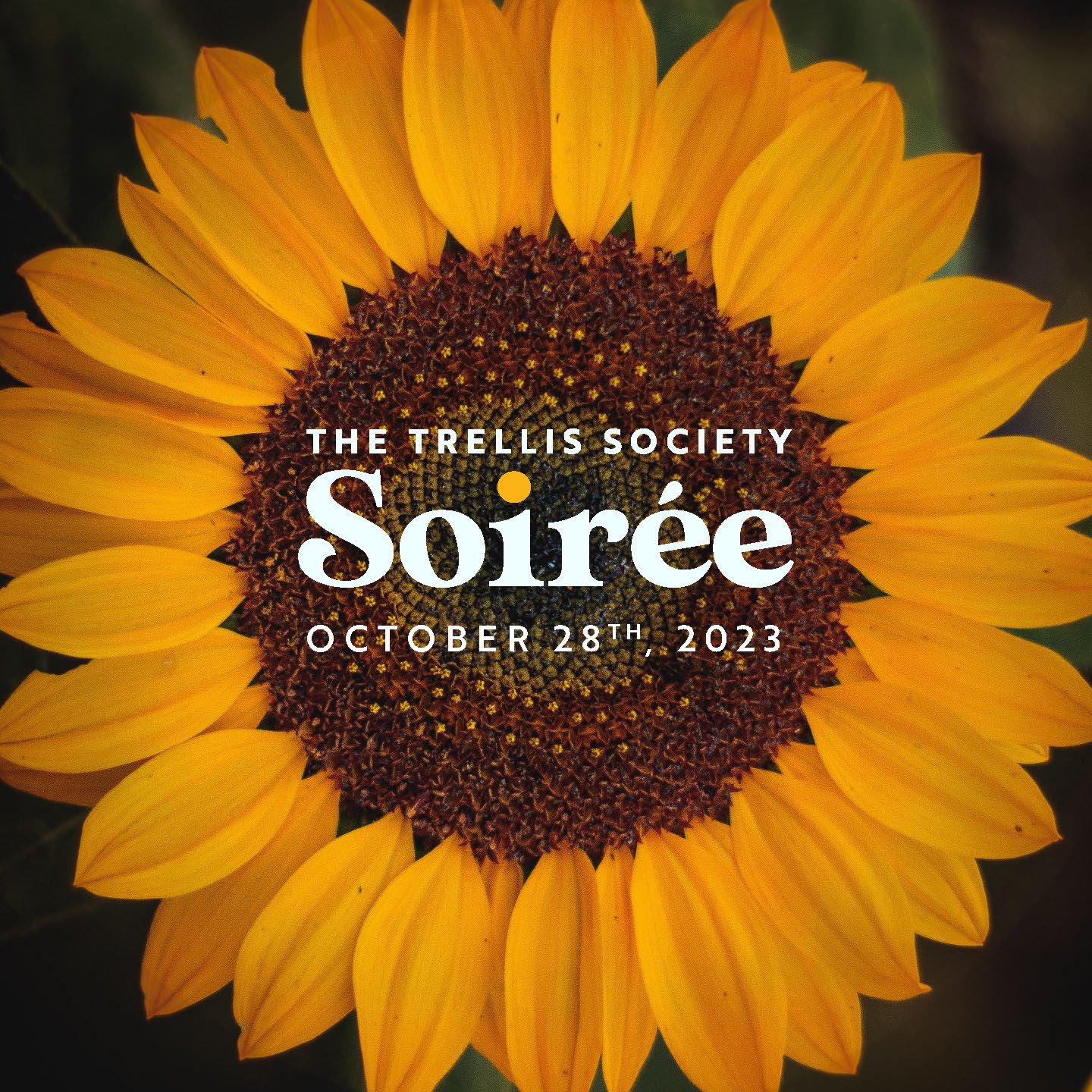 Trellis+Soiree+sq