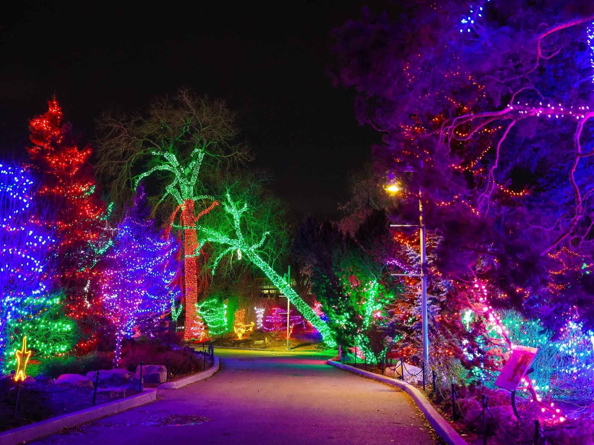 ZOOLIGHTS 2